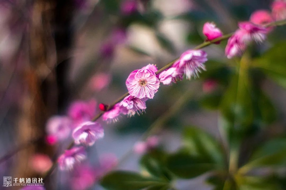 檐流未滴梅花冻，一种清孤不等闲。