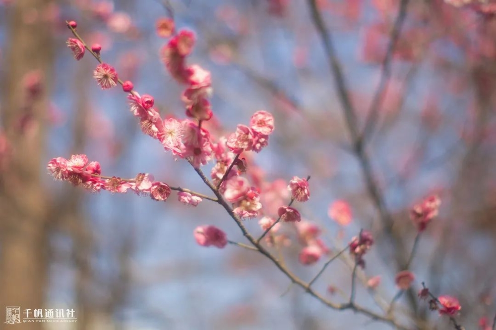 寒梅最堪恨，常作去年花。