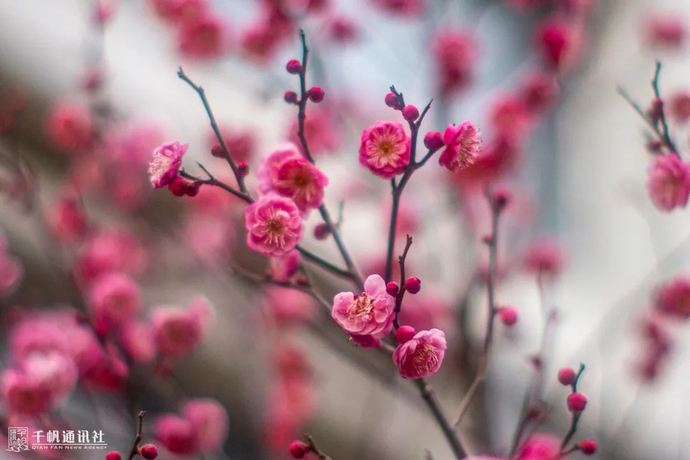 相思一夜梅花发，忽到窗前疑是君。