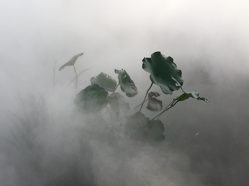 荷叶知晚秋-张希琴