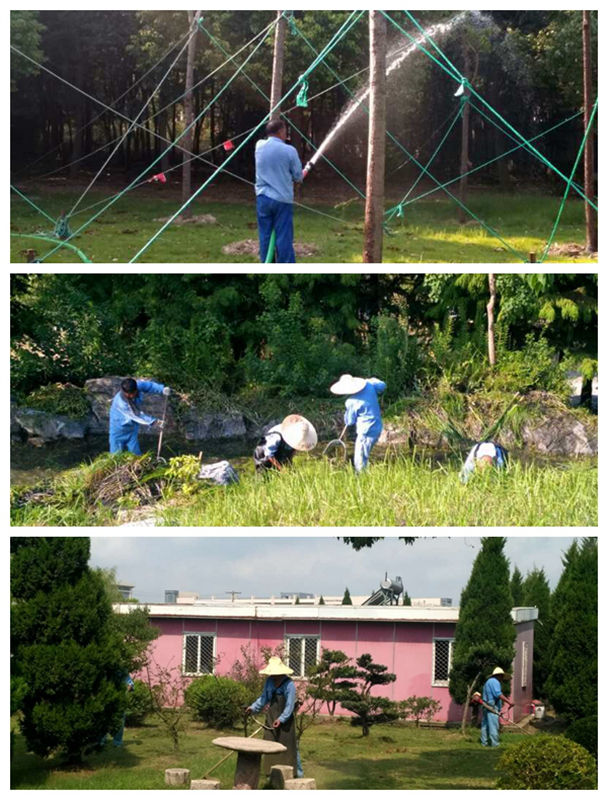 夏日校园绿化养护 夏日校园绿化养护