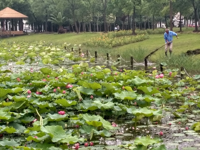 月牙湖荷花池清理 月牙湖荷花池清理