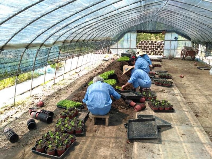 花圃花卉上盆种植 花圃花卉上盆种植