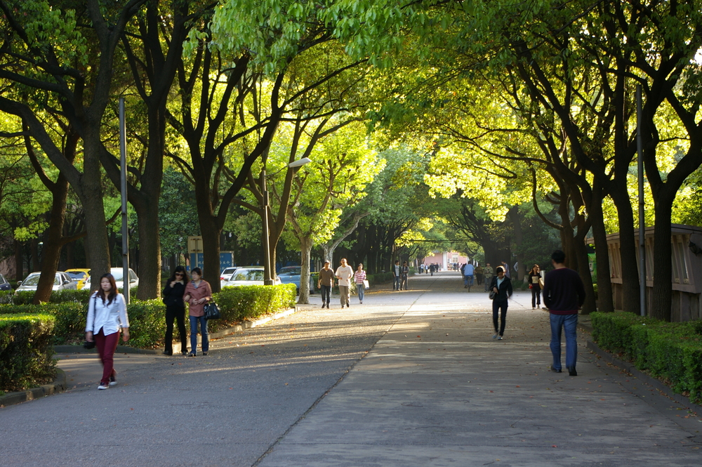 香樟大道