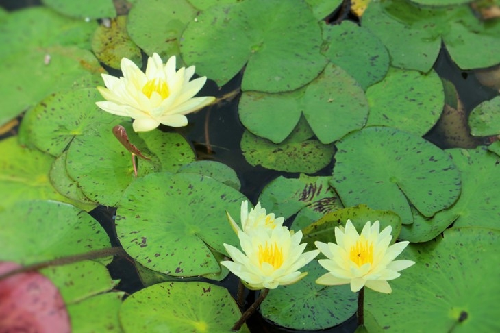 浪花拍打着心田